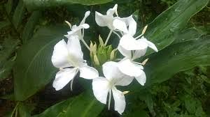 Sougandhika Flower 1