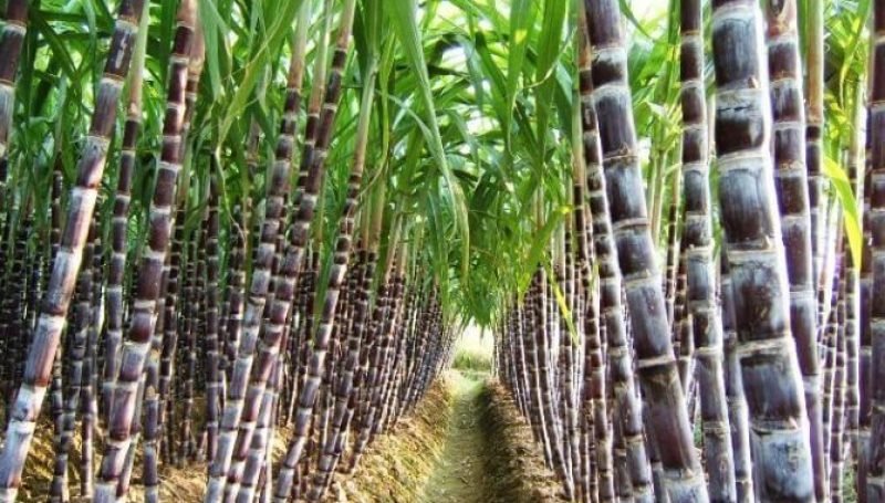 Sugar cane 1
