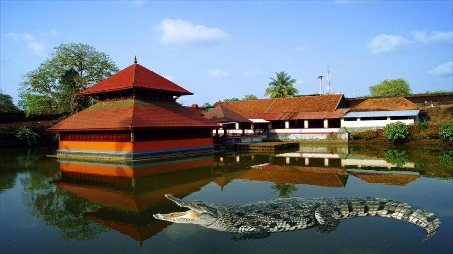 God Crocodile Origin Anantha Padmanabha Swamy Temple