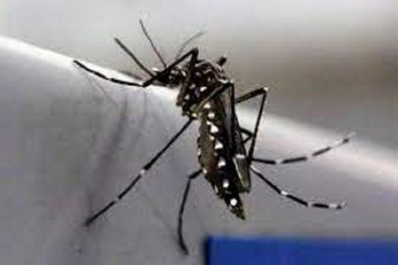 Zika virus: What is Zika virus? What are the features : Here is the complete information