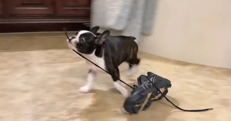 Viral Video Cute dog carries the most random things in its mouth from one room to another