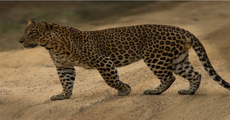 Leopard in Bangalore: Leopard sighting again in Bangalore: The scene of leopard roaming was captured on CCT