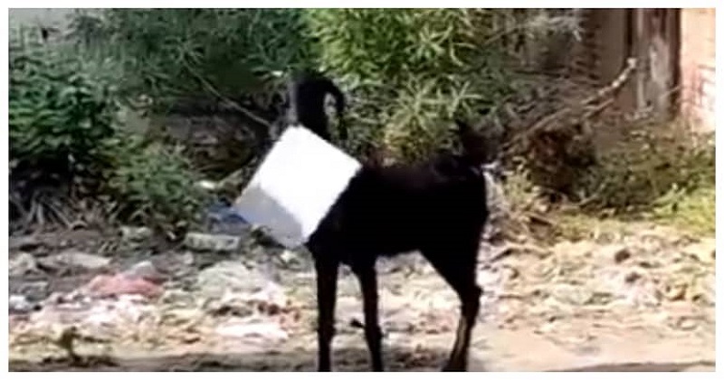 Man runs after goat as it escapes with office files in viral video from Kanpur. Watch