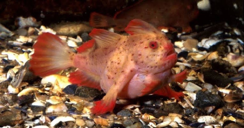 Rare Pink Fish That ‘Walks’ on Hands Found in Australia After 22 Years