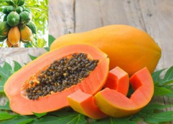 Foods avoid after consuming papaya You should know what not to eat after eating papaya fruit