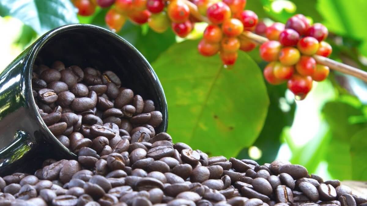 Coffee prices rise in the international market despite the rains farmers are happy 39,800 tonnes of coffee exported