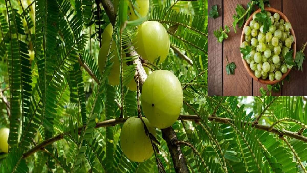 Disadvantages of Amla: Do you know who should not eat gooseberry? What are its side effects?