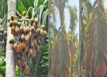 Leaf Spot Disease for Arecanut in the Background of Monsoon Rain Horticulture Officials Advice to Arecanut Growers