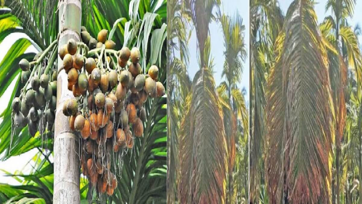 Leaf Spot Disease for Arecanut in the Background of Monsoon Rain: Horticulture Officials Advice to Arecanut Growers