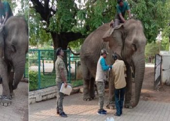 5 lakhs Health insurance for Umamaheswari the elephant of Male Mahadeshwara Temple