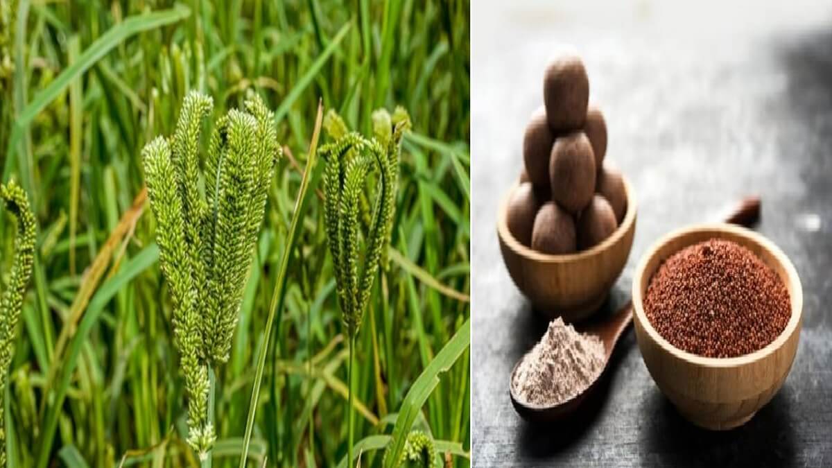 Benefits Of Ragi : Are you frequently hungry? So try ragi once