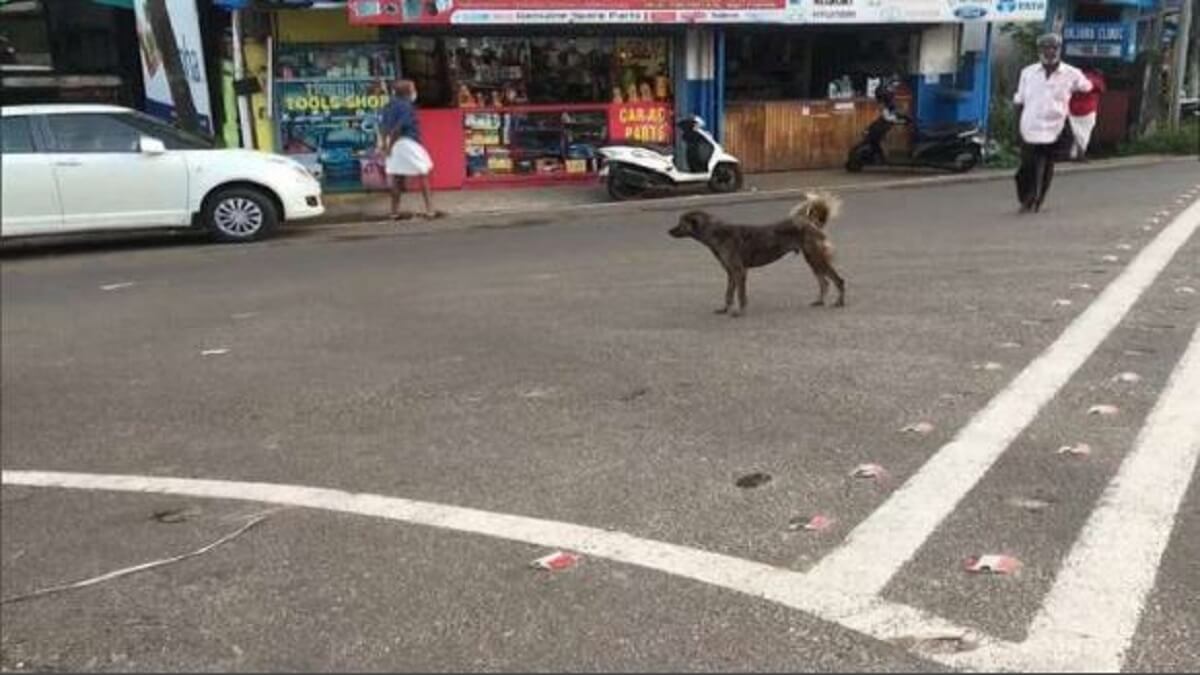 Dog Bite Case: A stray dog bit 14 people in 16 hours