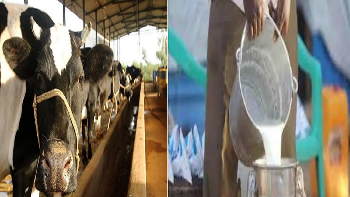 Subsidy for milk: Sweet news for dairy farmers: Rs 5 Incentives again for milk