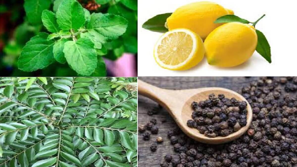 Superfoods For Monsoon : Use these foods to boost immunity during monsoons