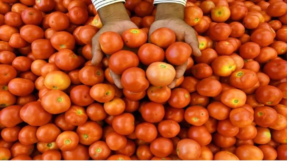 Tomato Prices: Tomato more expensive: likely to increase to Rs 200 per kg