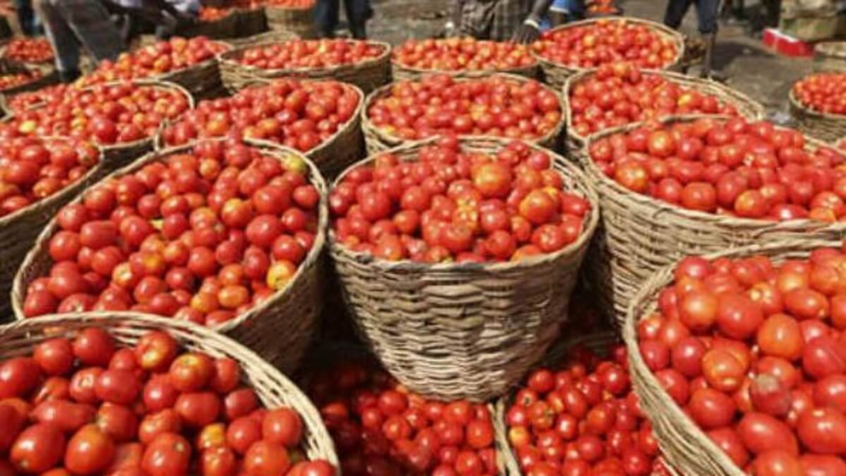 Tomato Prices: Good news for common people: Government has reduced the price of tomato to Rs 70 per kg.