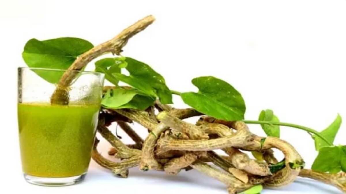 Amruthaballi Leaves Benefits : Amruthaballi leaves are a panacea for viral diseases in rainy season