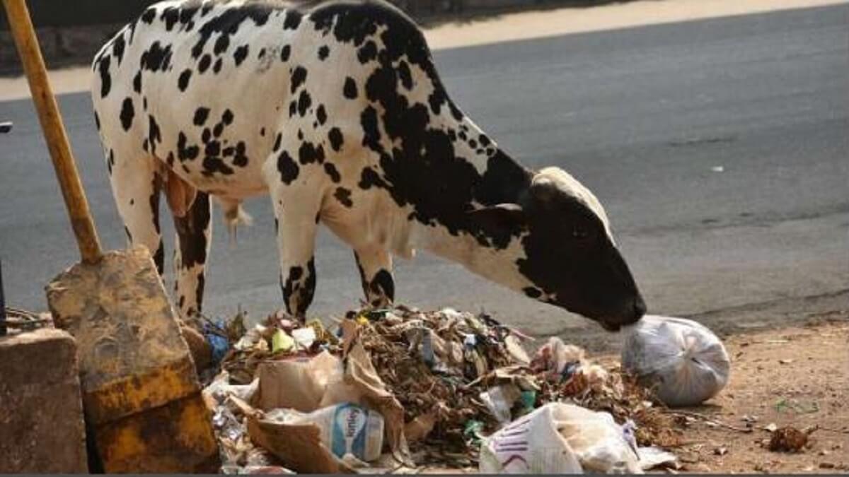 Odisha News : Doctors removed 30 kg of plastic from cow's stomach