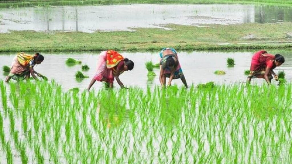 Crop Survey: Monsoon Farmers Crop Survey 2023: Opportunity for crop survey by farmers themselves