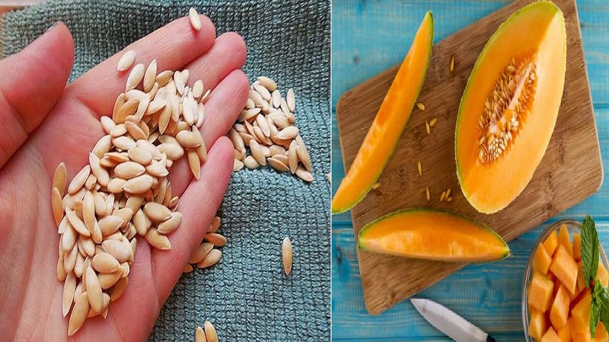 Muskmelon Seeds Benefits: Do you know how beneficial the seeds of the melon fruit are to increase hair growth?