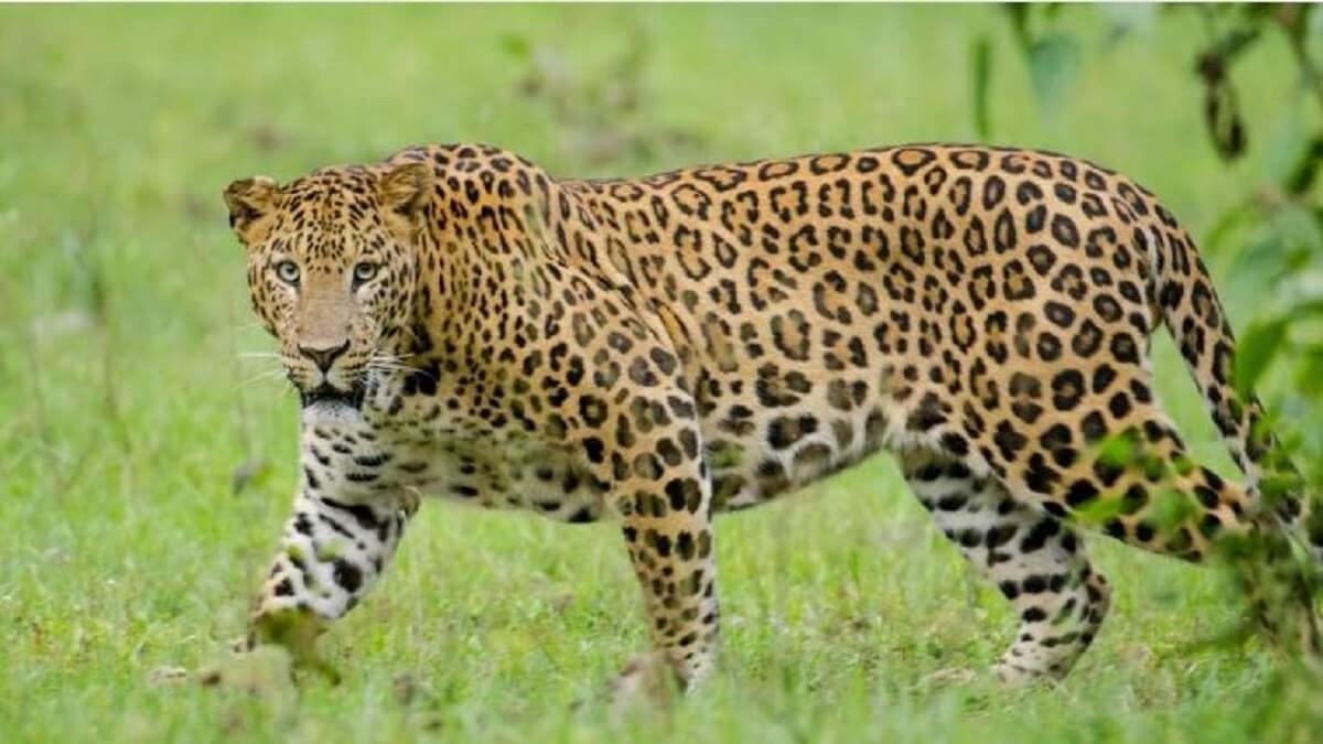 Tirumala Leopard Attack 6 Years Girl Lakshitha death Forest Department Officials Suspects Bear Attack