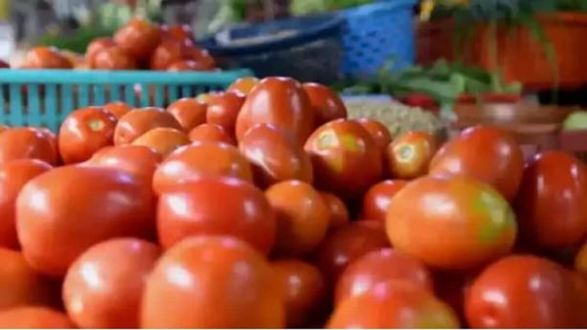 Tomato price in Karnataka: Tomato price which has seen a decrease once: Selling at Rs. 23 per kg