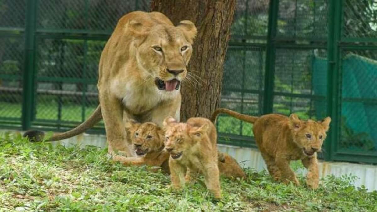 World Lion Day 2023: India is the home of Asiatic lions: PM Modi expressed pride