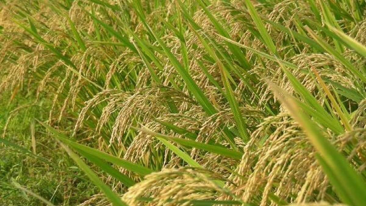 Udupi: Here is the scientific advice of scientists for the paddy crop which is drying up due to lack of rain