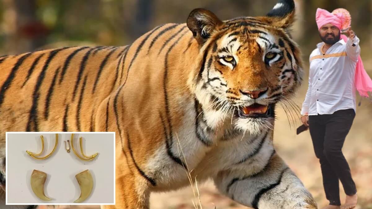 Bigg Boss Kannada contestant Santhosh Varthur tiger claw pendant, authorities seek fsl to find source of tiger