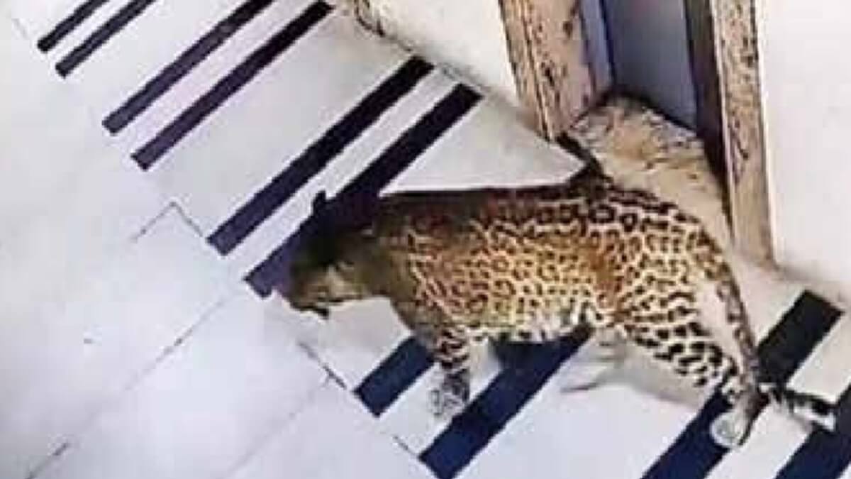 Drone Camera Thermal Camera latest technology to capture leopard in Bengalore Forest Minister Eshwar Khan 