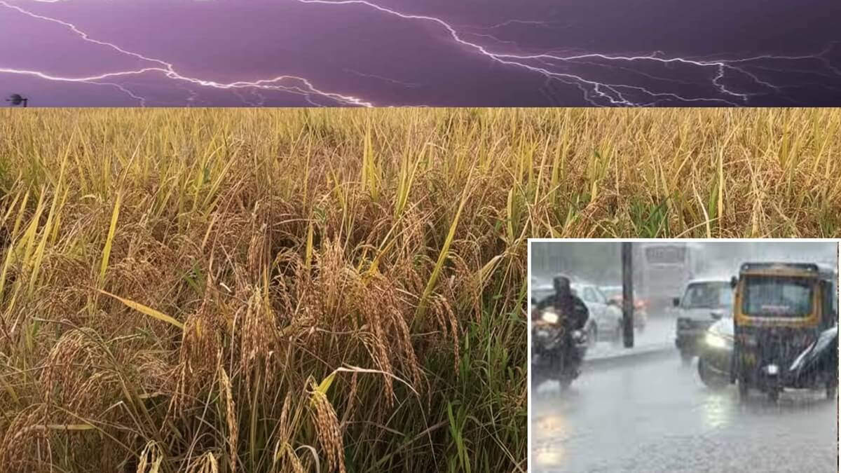 Karnataka weather Report Fear of rain for paddy harvesting in the coastal Karnataka Heavy rain alert till November 5