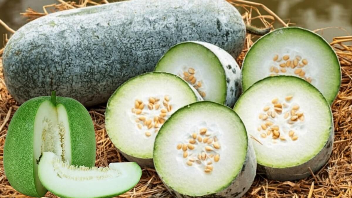 Panacea for All Diseases ash gourd in - Eating this way will not cause cancer