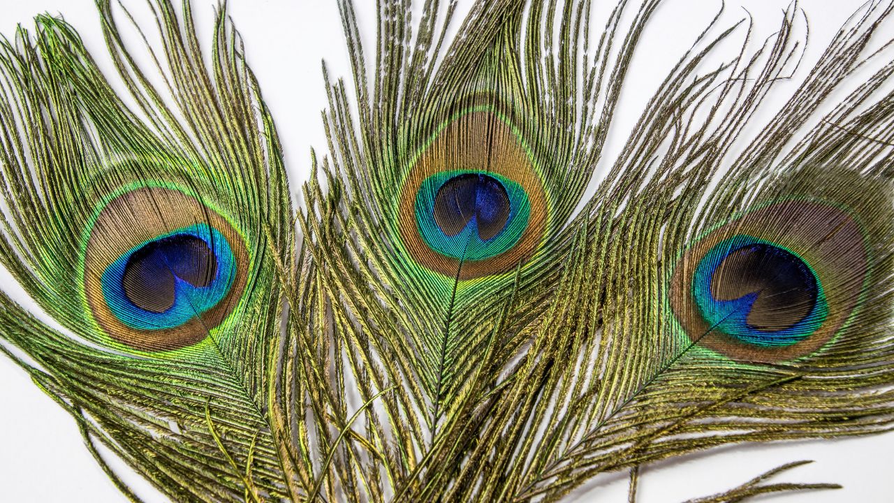 Vastu Tips keeping peacock feathers at home know the benefits and rules in kannada