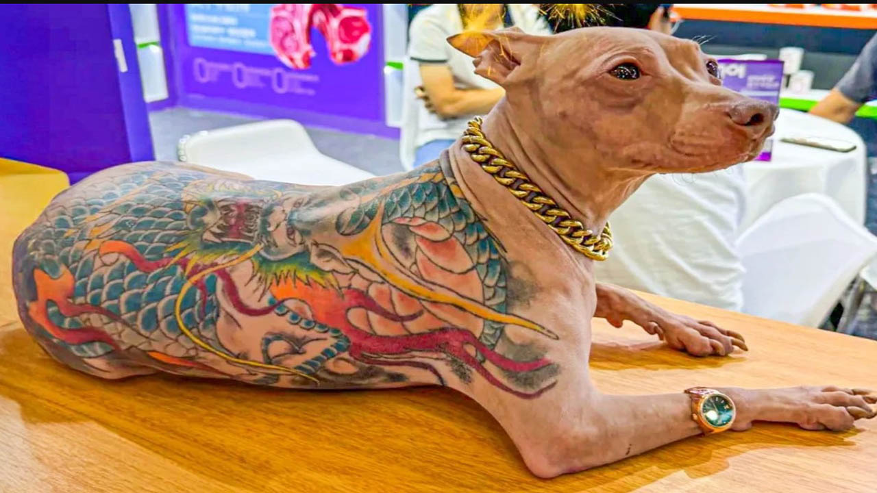 Viral News Owner who tattooed dog without anesthesia kicked out of Pet Fair Asia event Kannada News