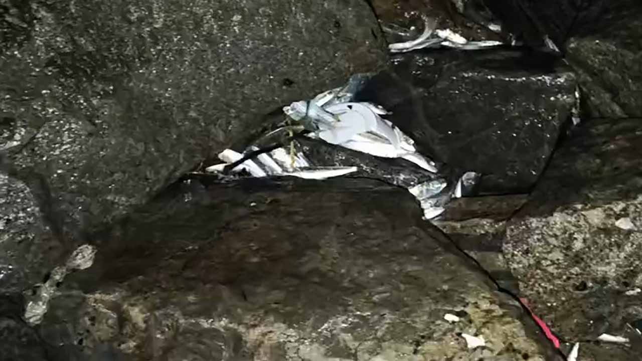 Fish harvest in Udupi today: Lakhs of fish washed ashore