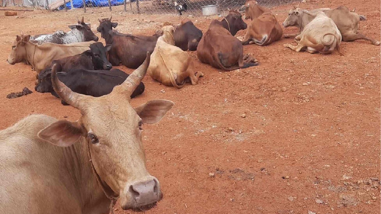 Illegal cow transport Vehicle breaks down during illegal cow transport Khadims escape leaving cows in the middle of the road