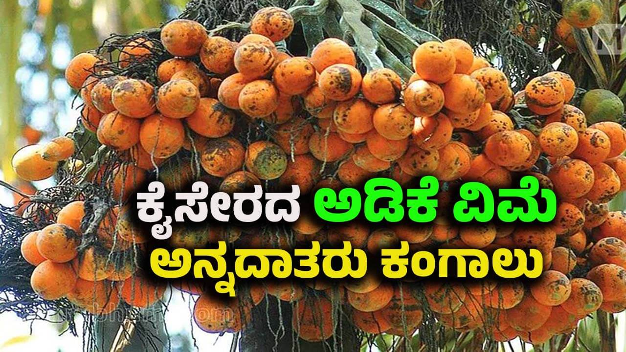 Puttur arecanut insurance Dakshina Kannada farmers decide to write a letter to the Karnataka government