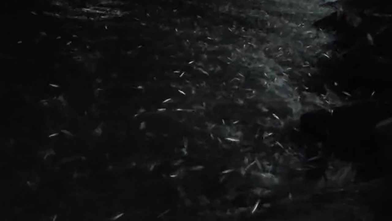 Fish harvest in Udupi today: Lakhs of fish washed ashore