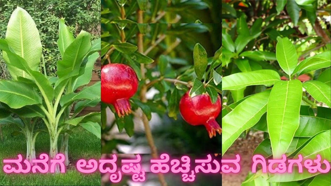 Vastu For Auspicious Plant