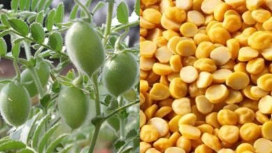 chickpea support price