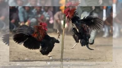 cockfight arena