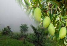 mango crop in karantaka