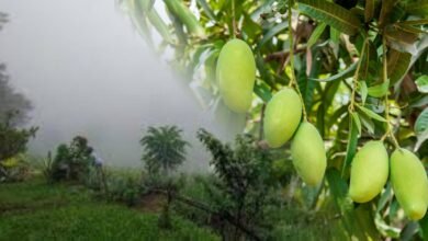 mango crop in karantaka