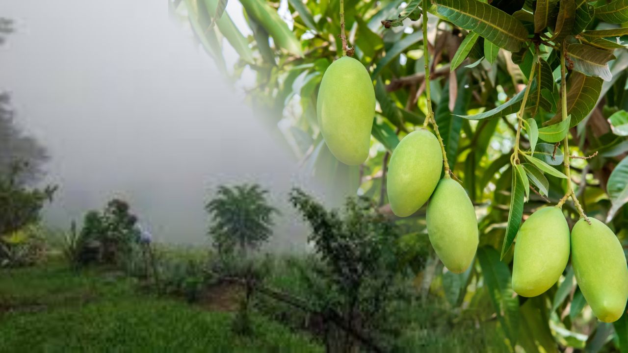 mango crop in karantaka