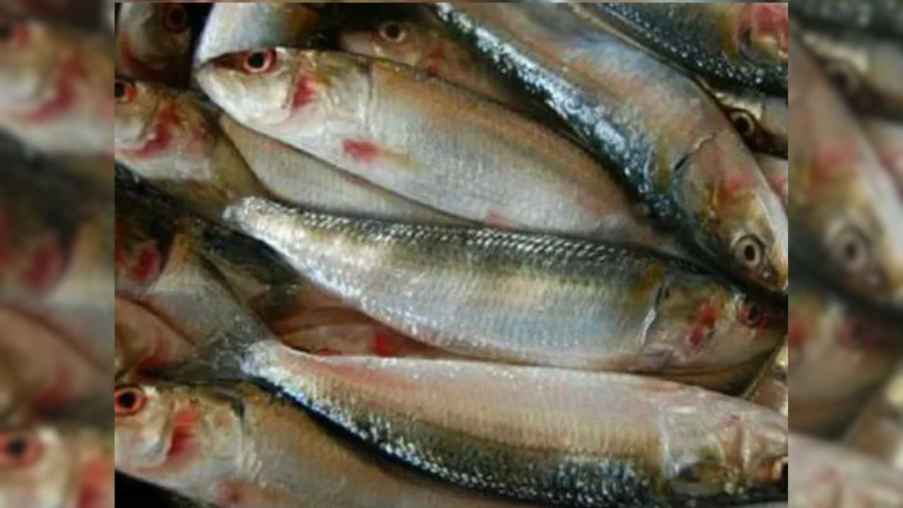 udupi sardian fishing