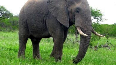 wild elephant attack