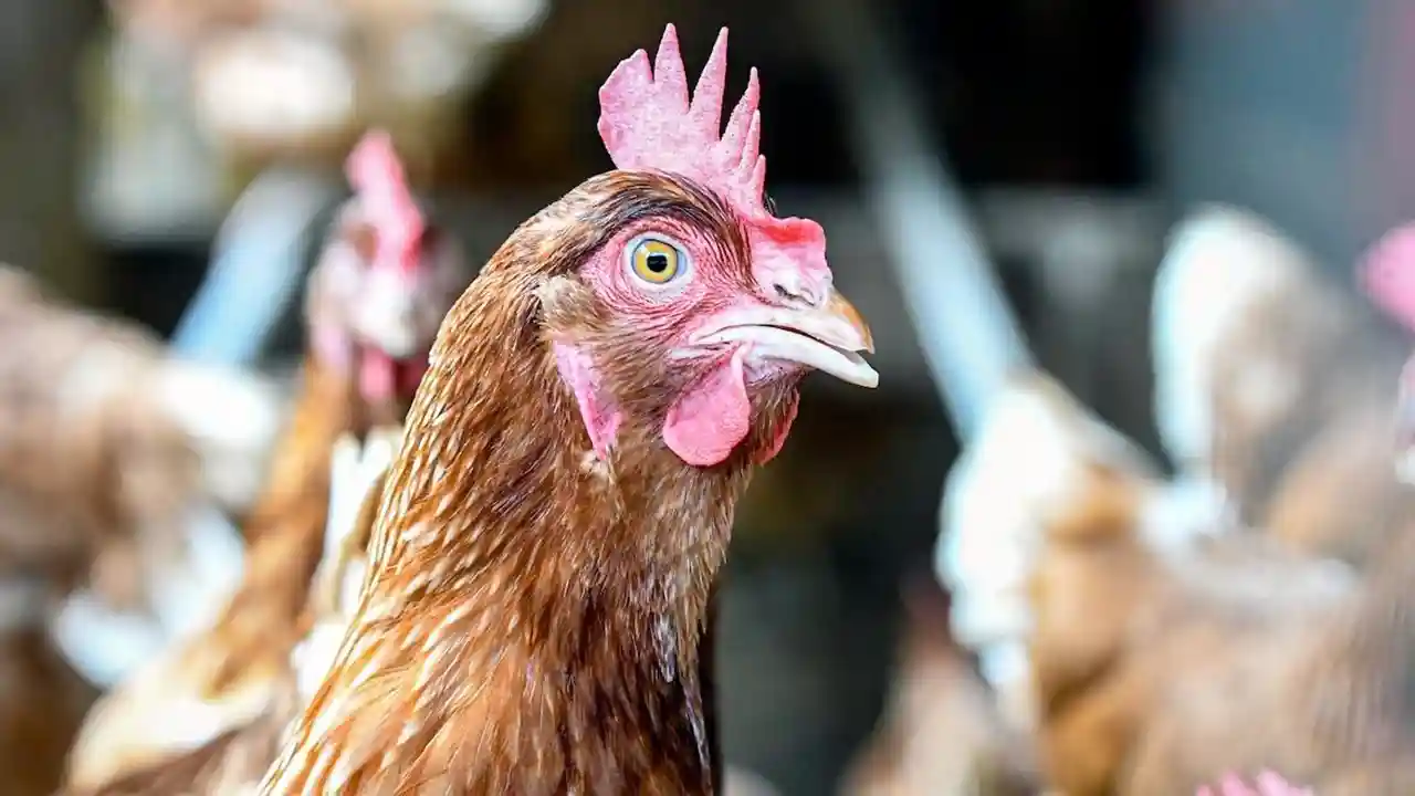 Bird flu fears Alert declared in Karnataka