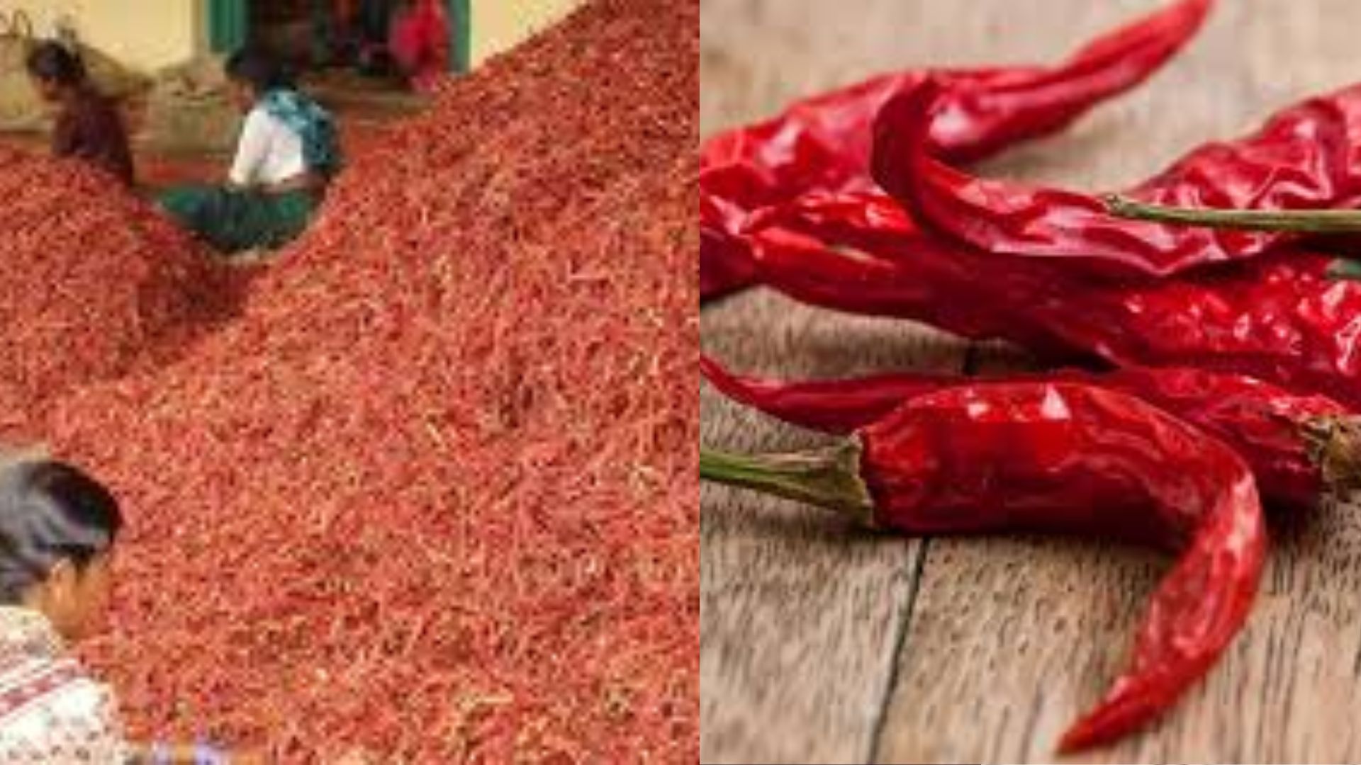 Byadgi chilli is now Red Gold For the first time in history hits a record price of 90000 per quintal