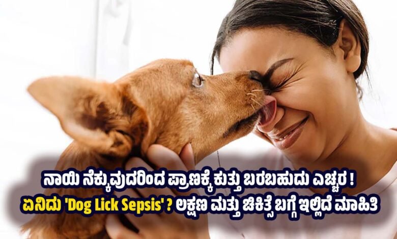Can a Dog Lick Be Fatal The Hidden Danger of 'Dog Lick Sepsis You Must Know dog lick sepsis treatment