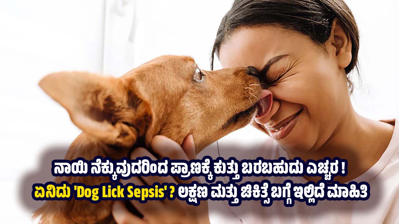 Can a Dog Lick Be Fatal The Hidden Danger of 'Dog Lick Sepsis You Must Know dog lick sepsis treatment